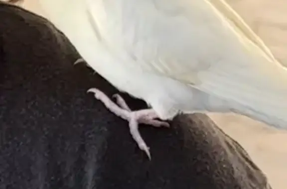 Friendly Talking Bird Lost in Salisbury