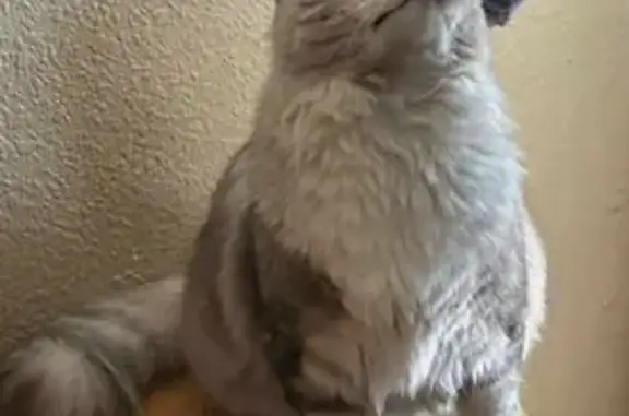 Lost pets , photo: Lost Fluffy Grey Cat in Canterbury Area