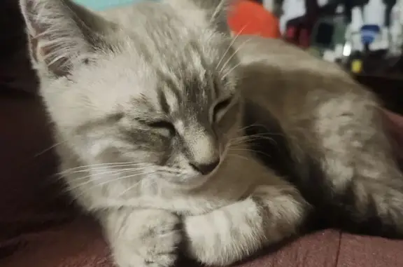 Lost Skittish Grey Tabby on Donaldson Rd