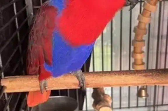 Lost Eclectus Parrot: Talks &...