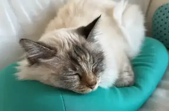 Chatte sacrée de Birmanie perdue, St-Cyr - photo