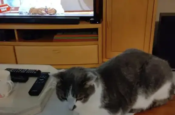 Chat perdu : gris/blanc, tâche museau, Vairé - photo