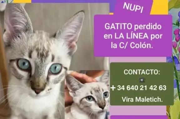 ¡Ayuda! Gato perdido en La Línea, 3 meses