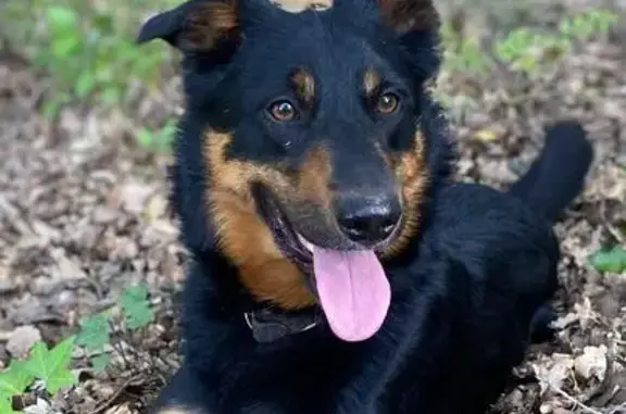 Perro Perdido: Patas Blancas y Oreja Baja