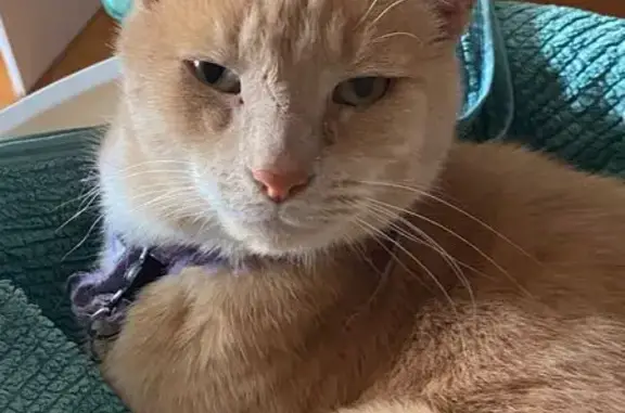 Help Find Oscar: Lost Cat in Footscray