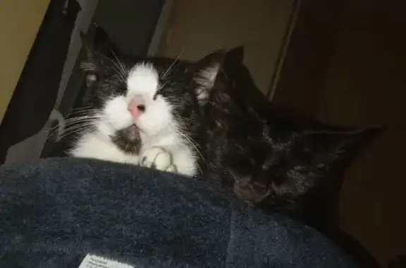 Chat noir et blanc perdu à Saujon - photo