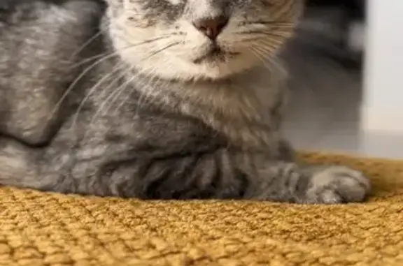 CHAT PERDU - LANDERNEAU, RUE MILIN AVEL - photo