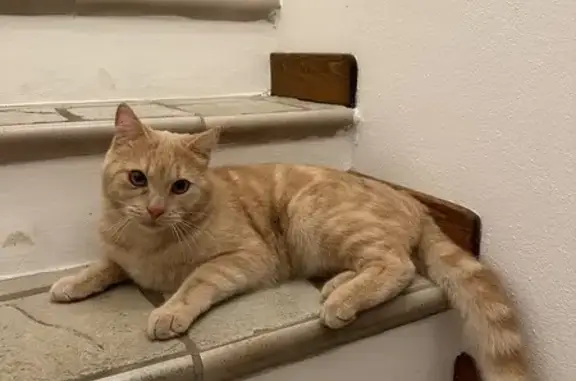 Chat beige perdu, voile œil droit, Six-Fours - photo