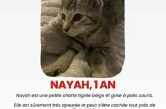 Chatte perdue tigrée beige/gris 16/10/25 - photo