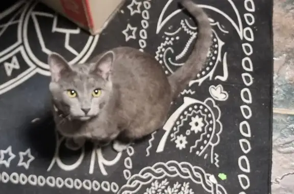 Lost Grey Cat: Rainbow Collar in Newcastle