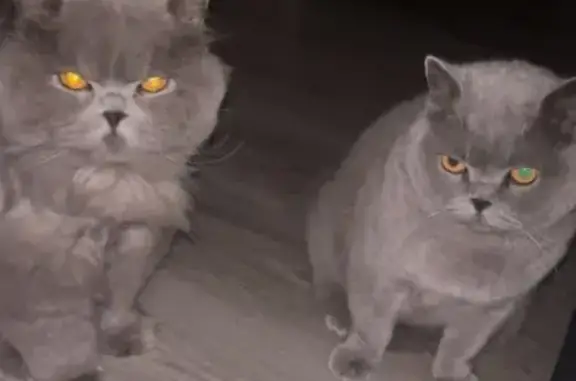 Lost Blue British Longhair in Adelaide