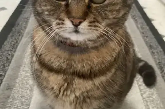 Lost Tabby: Highbury Road - Help Find!