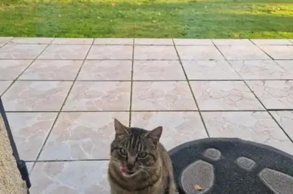 Animaux trouvés , photo: Chat craintif nourri, cherche propriétaire
