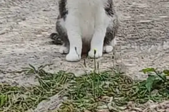 Animaux perdus Luisant, photo: Chatte tricolore perdue à Luisant