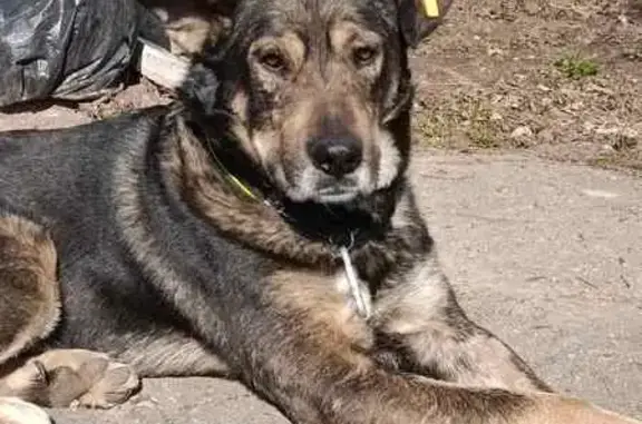 Зникла собака в Полтаві: допоможіть знайти!