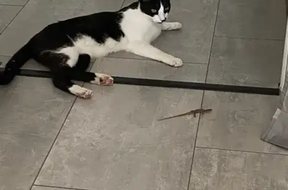 Chat noir et blanc perdu à Mougins - photo