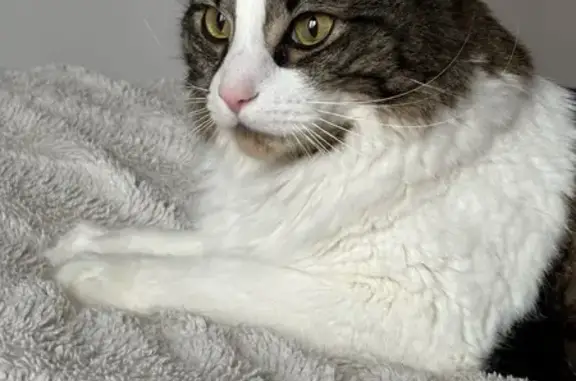 Chat perdu, Nouvelle-Aquitaine, photo: Chat perdu à Niort, quartier St Florent