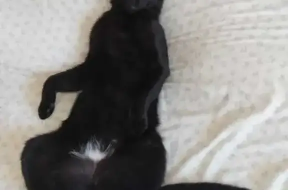 Gatos perdidos, , foto: Gato Negro Perdido en Argentona: Ayuda