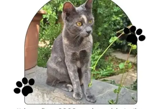 ¡Gatita Gris Perdida en Santa María!