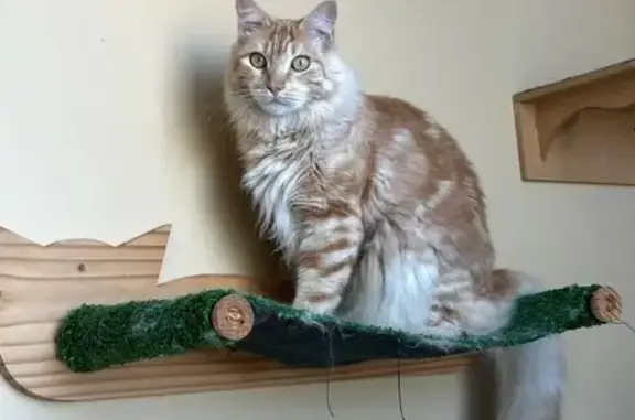 gato desaparecida