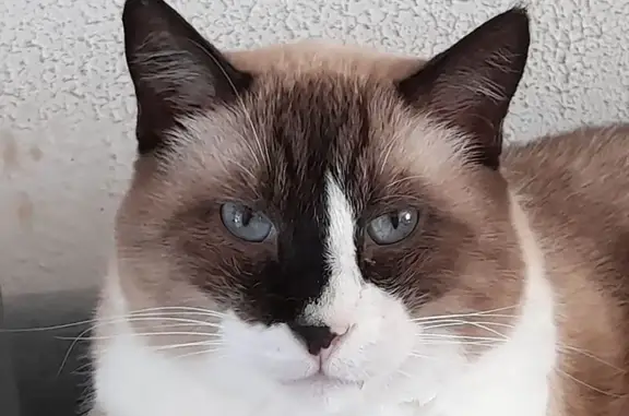 Chat siamois perdu, craintif et stérilisé - photo
