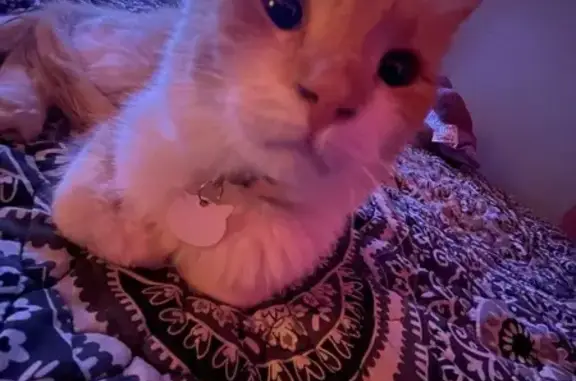 Lost Cat in Lyons, GA: Orange & White