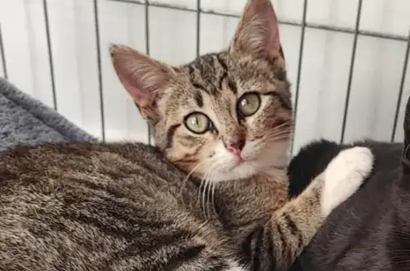 Chatte tigrée/blanche perdue à Saintes - photo