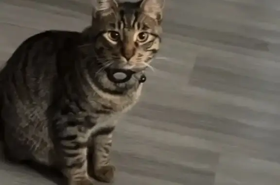 Lost Tabby Cat 
