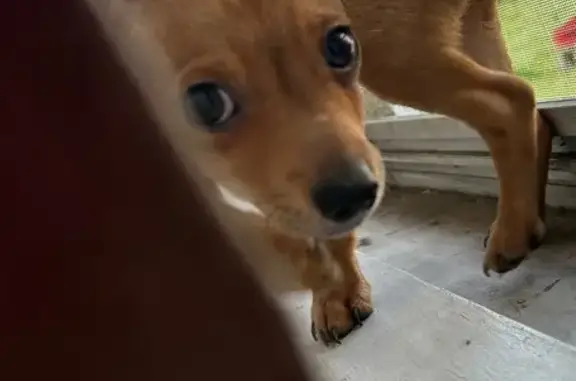 Lost Chihuahua: Light Brown, Black Tail