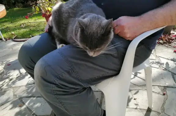 Animaux trouvés , photo: Chat gris trouvé à Aunay-sous-Crécy