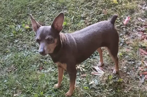 Missing dog , photo: Lost Brown Terrier on Dewitt Rd, Webster