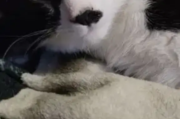 Chaton perdu Épinal: Arès, 5 mois, bicolore - photo