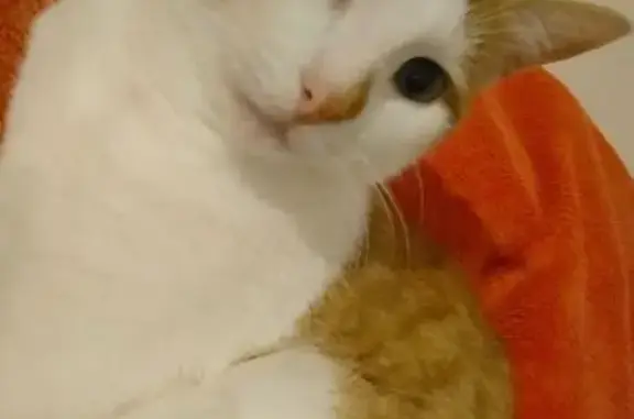 Chat perdu à Angers : Minou disparu - photo