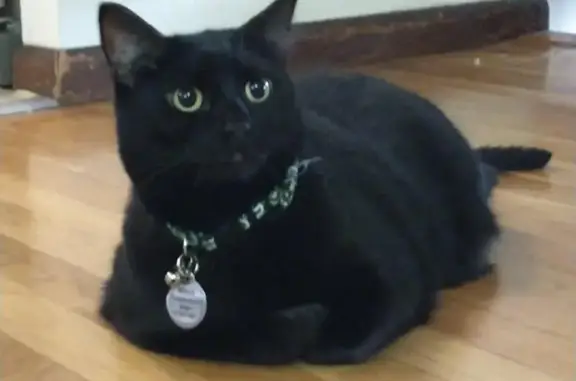 Lost Black Cat on Independence Drive