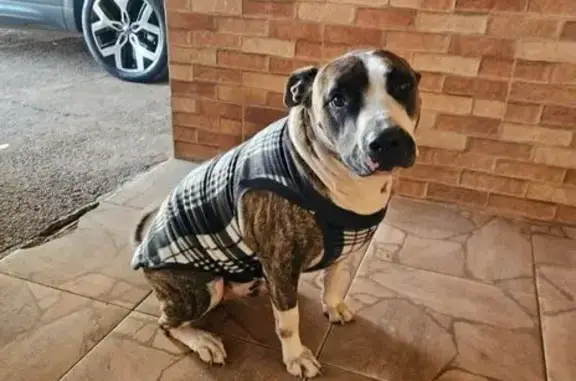 Cachorro perdido Macho (brl001656) - photo