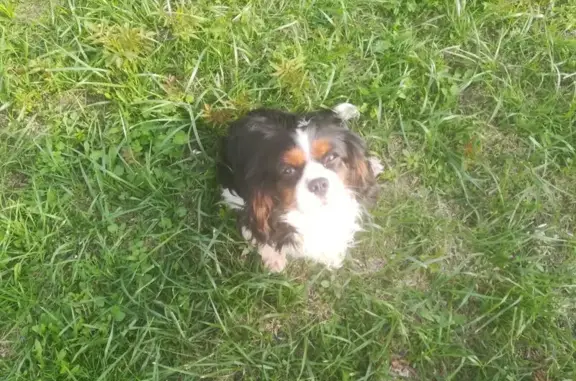Chien Cavalier King Charles perdu à Mussidan - photo