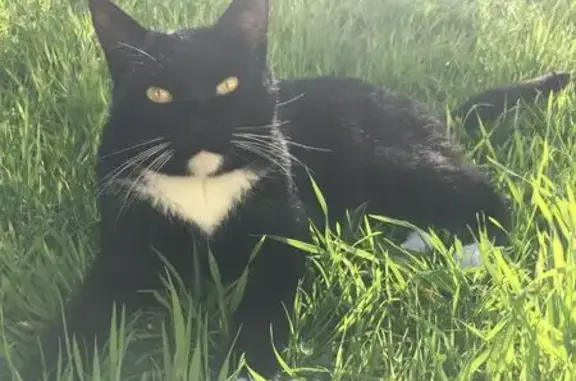 Lost Tuxedo Cat: Richmond Road, Cape Town