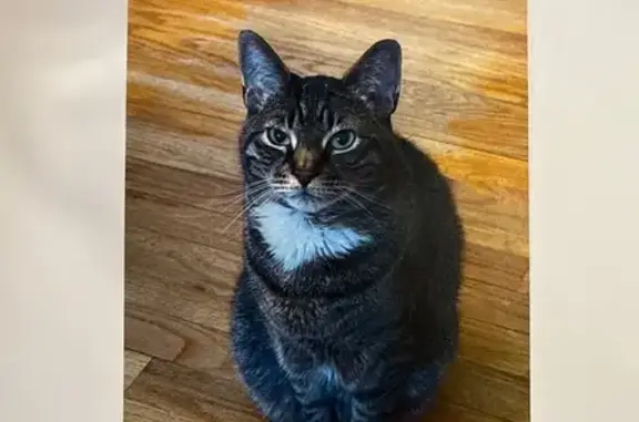 Lost Cat: White Chest & Paws, 13lbs