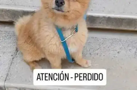 Perro Perdido en Alcoy: ¡Ayúdanos a Encontrarlo!