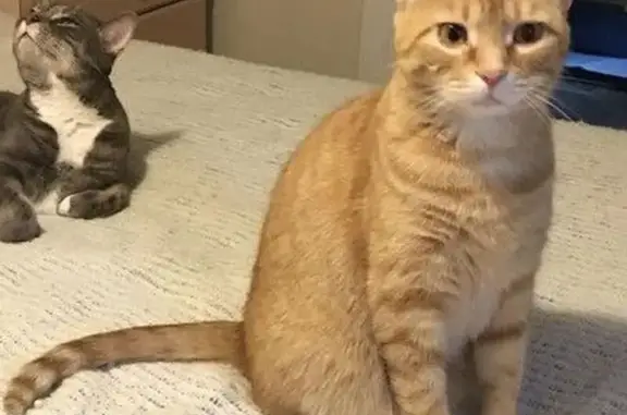 Help Find Pumpkin: Lost Orange Tabby!