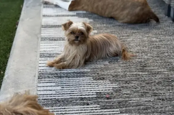 Help Find Paris: Lost Yorkie Mix in Phoenix