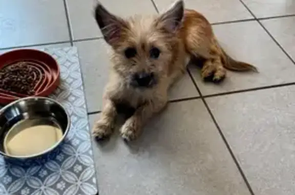 Lost Terrier Mix Near McWilliams Camp