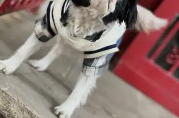 Lost Black & White Dog on Saint Marks Ave