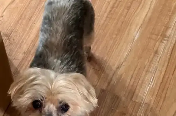 Lost: Sweet 15-Year-Old Yorkie Mix in Richmond