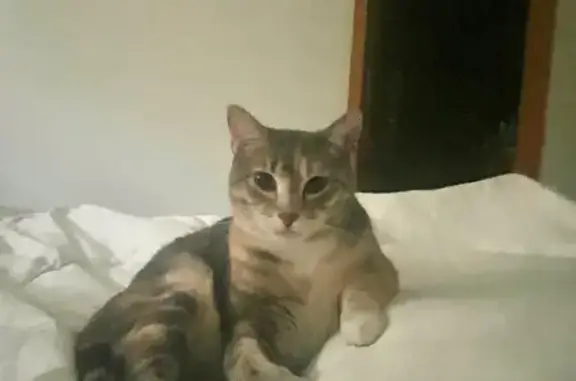 Lost Torby Cat on East 8th, Loveland