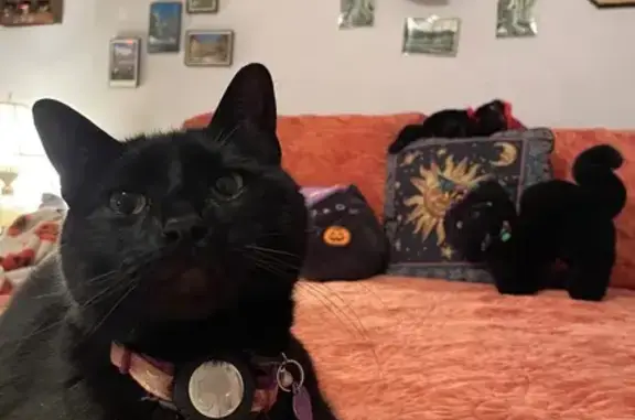 Lost and found pets Bella Vista, photo: Lost Black Cat with White Patches