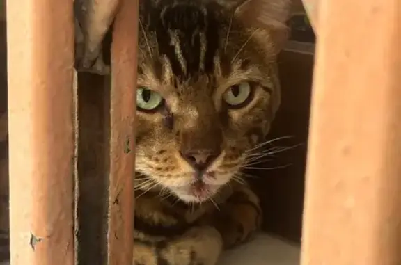 Gato Bengalí Encontrado en Sevilla: Ojos Verdes