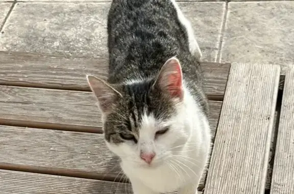 Animaux trouvés , photo: Chatte tigrée câline trouvée à Néris