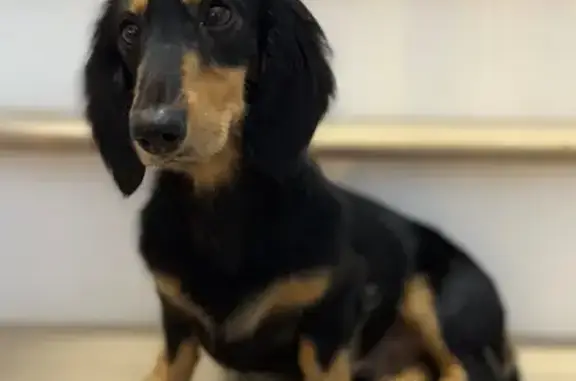 Lost Dachshund: Eddie on Pine Needle Trail