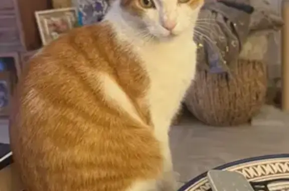 Chat roux et blanc perdu à Cannes - photo